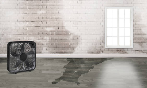 Best Flood damage cleanup  in Hoboken, NJ